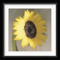 Sunflower Framed Print