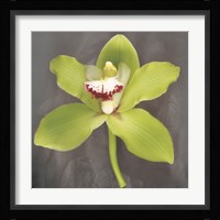 Botanique Framed Print