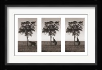 Kichwa Tembo, Masai Mara Fine Art Print