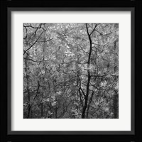 Pine Bramble Framed Print