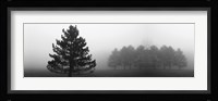 Misty Pines Framed Print
