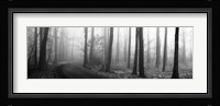Forest Path Fine Art Print