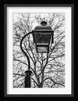 Lamp and branches Fine Art Print