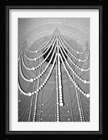 Hanging Pearls Fine Art Print