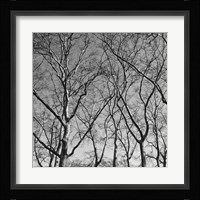 January Branches I Framed Print