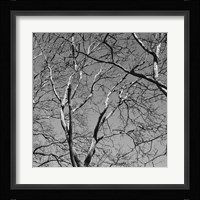 January Branches II Framed Print