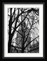 Branch Curtain Fine Art Print