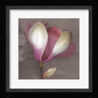 Magnolia Framed Print