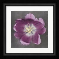 Purple Tulip Fine Art Print