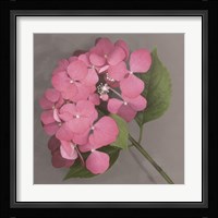 Pink Hydrangea Fine Art Print
