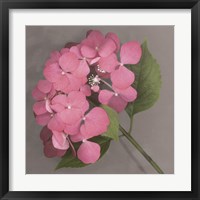 Pink Hydrangea Framed Print