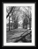 Branch Shadows (b/w) Fine Art Print