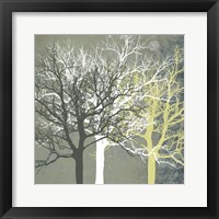 Tranquil Forest Framed Print