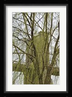 Veiled Brooklyn Bridge Fine Art Print