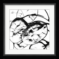 Silver Dollars II Framed Print