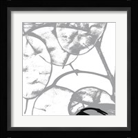 Silver Dollars IV Framed Print