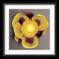 Waterlily Framed Print