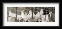Doves Fine Art Print