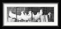 Doves (b/w) Fine Art Print