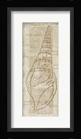 Horn Shell Framed Print