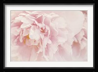 Peony I Framed Print