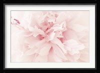 Peony II Framed Print