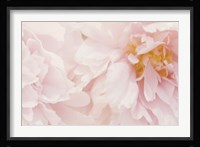 Peony III Framed Print