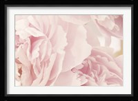 Peony IV Framed Print