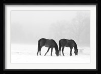 Feeding Pair Fine Art Print