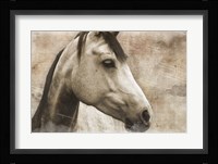 Horse Framed Print