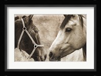 Horse Pair Framed Print