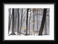Foggy Forest Fine Art Print