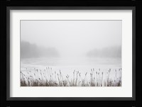 Foggy Reeds Fine Art Print
