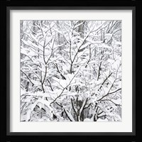 Snow Filled Branches Fine Art Print