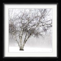 Winter Birch Fine Art Print