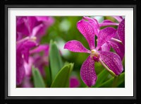 Singapore, National Orchid Garden Fine Art Print