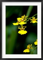 Singapore, Dancing Lady Orchid flower Fine Art Print