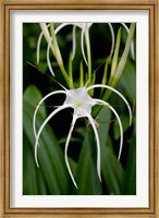 National Orchid Garden, Singapore Fine Art Print