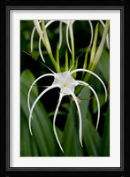 National Orchid Garden, Singapore Fine Art Print