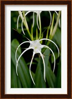 National Orchid Garden, Singapore Fine Art Print
