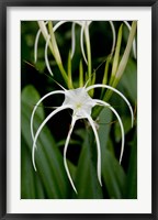 National Orchid Garden, Singapore Fine Art Print