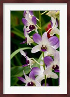 Flowers in National Orchid Garden, Singapore Fine Art Print
