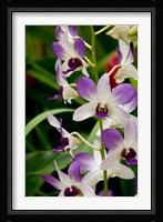 Flowers in National Orchid Garden, Singapore Fine Art Print