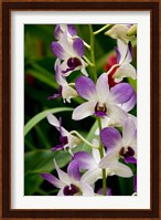 Flowers in National Orchid Garden, Singapore Fine Art Print
