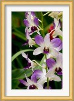 Flowers in National Orchid Garden, Singapore Fine Art Print