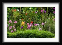 Flower Bed, National Orchid Garden, Singapore Fine Art Print