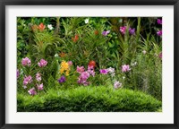 Flower Bed, National Orchid Garden, Singapore Fine Art Print