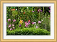 Flower Bed, National Orchid Garden, Singapore Fine Art Print