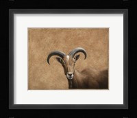 Barbary Ram Fine Art Print