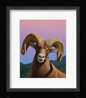 Bighorn Fine Art Print